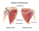 Rotator Cuff Surgery and Physio - Essendon Physio Group can help.