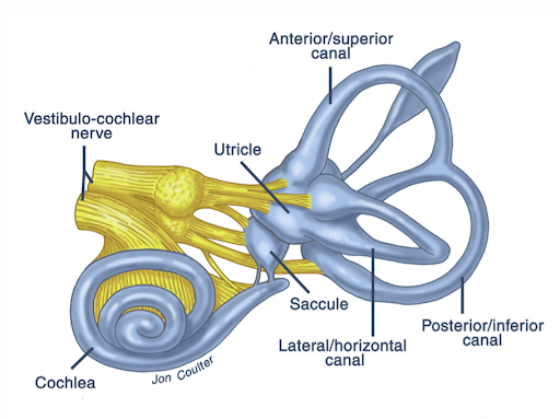 What can be Done for Vestibulars? Can can physio help?